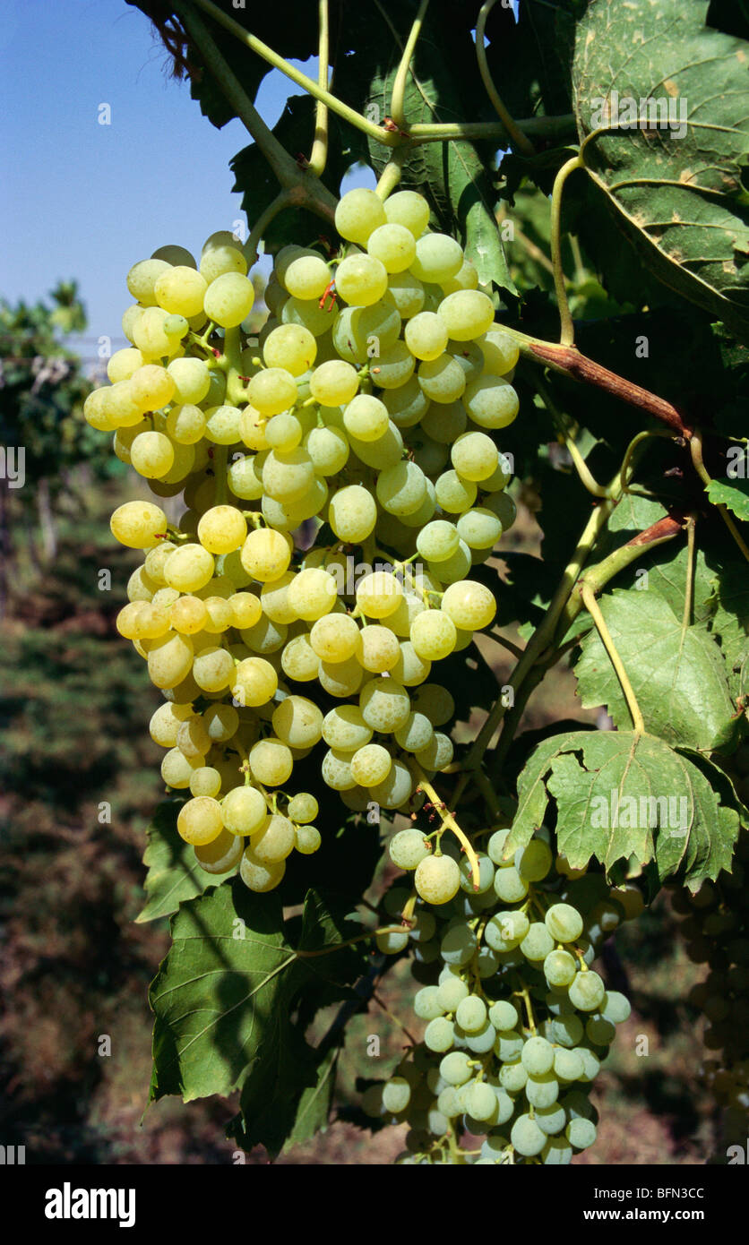 https://c8.alamy.com/comp/BFN3CC/green-seedless-grapes-on-creepers-india-asia-BFN3CC.jpg