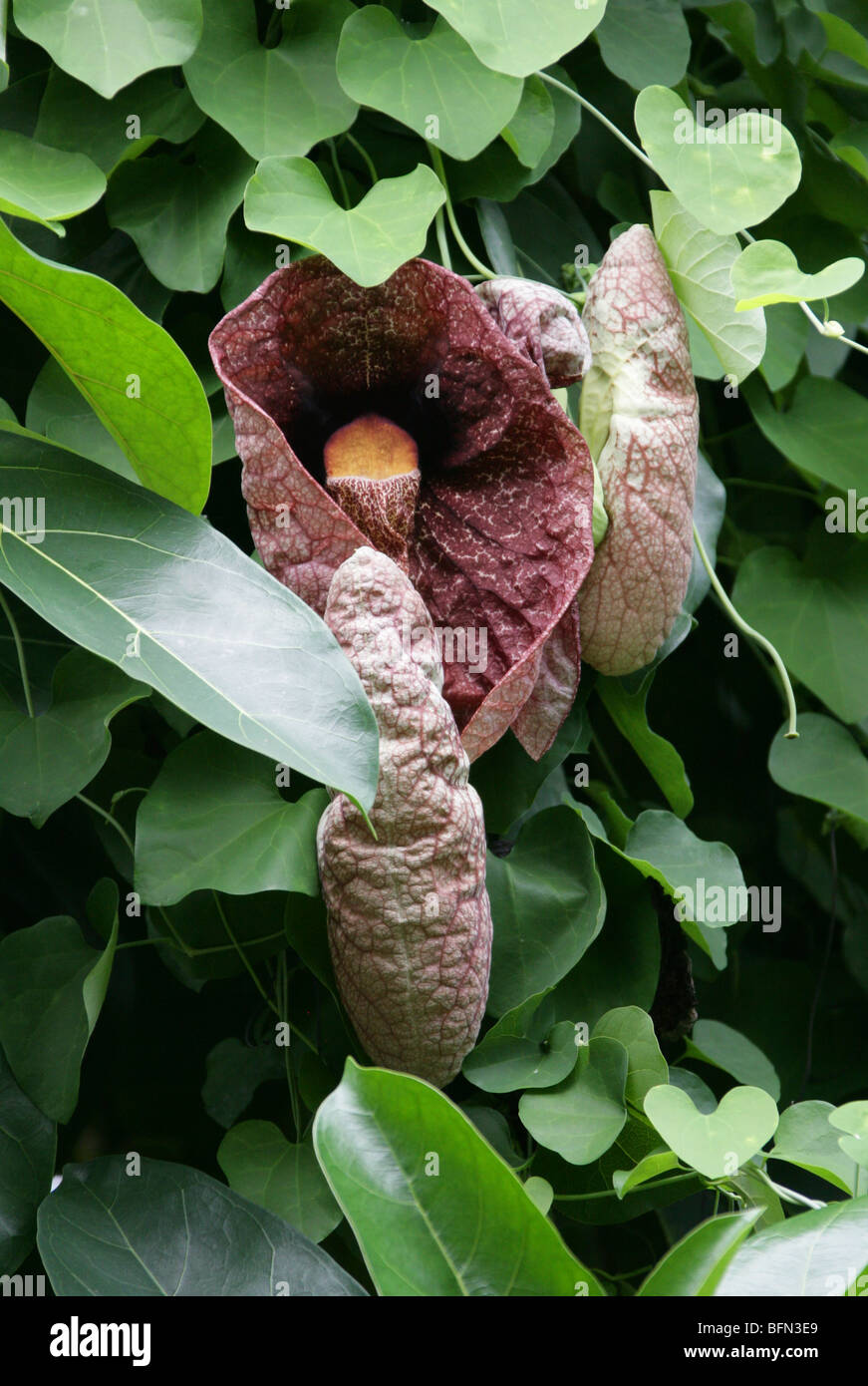 Calico Flower, Aristolochia littoralis, Aristolochiaceae, Brazil, South America Stock Photo