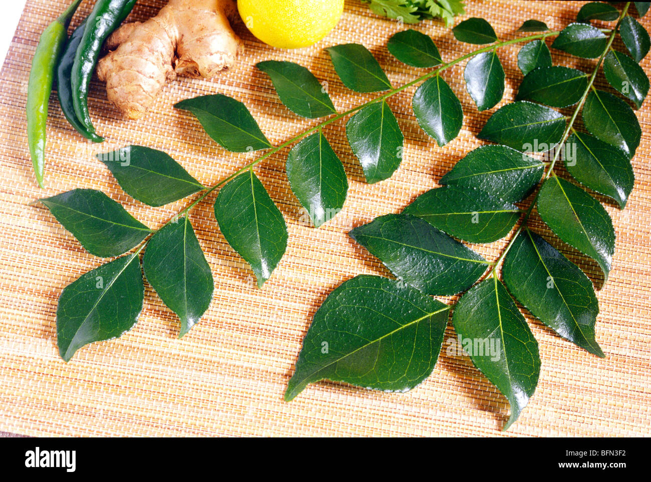 curry leaves or bay laurel or sweet bay Stock Photo Alamy