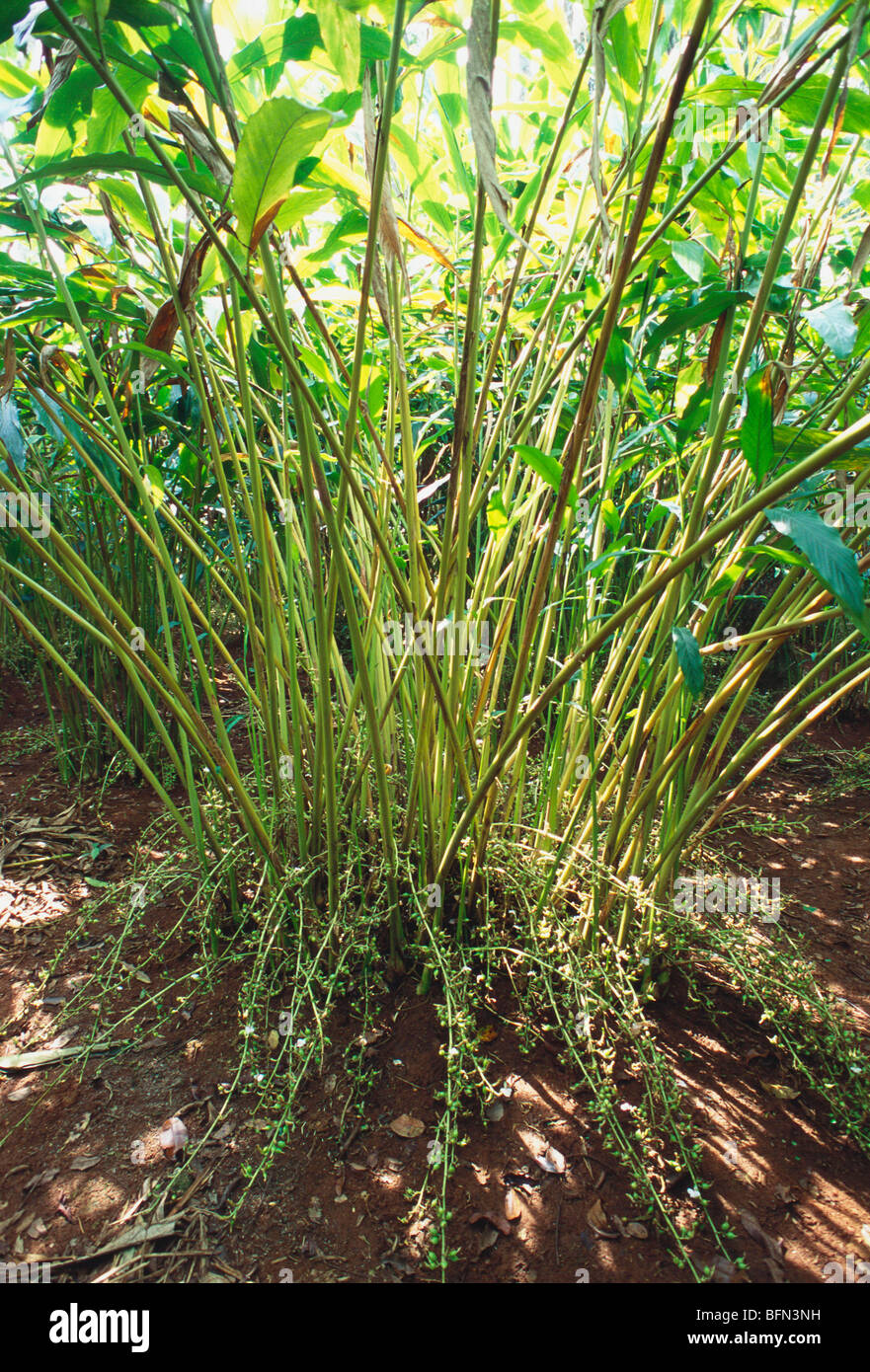 Cardamom Plants Elettaria Cardamom Elaichi Stock Photo 26894157 Alamy