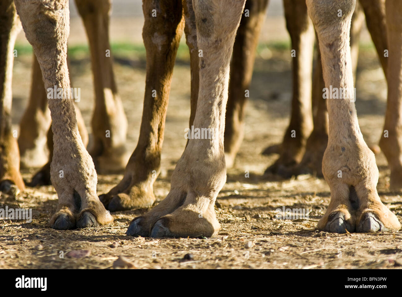 Camel feet toes hi-res stock photography and images - Alamy