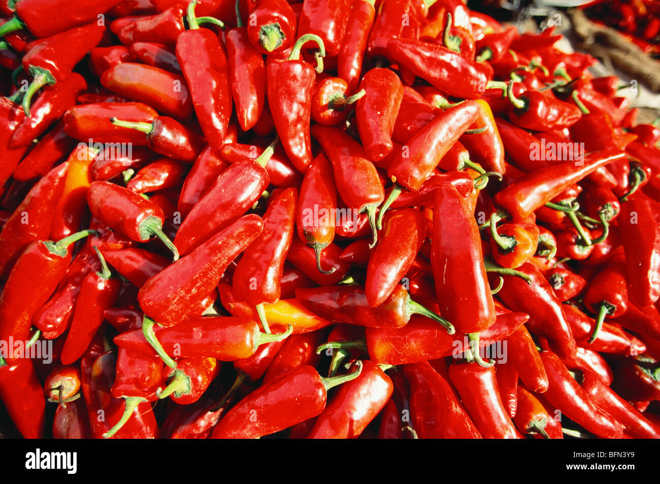 Indian spices ; red chilli ; capsicum frutescens ; india ; asia Stock Photo Alamy