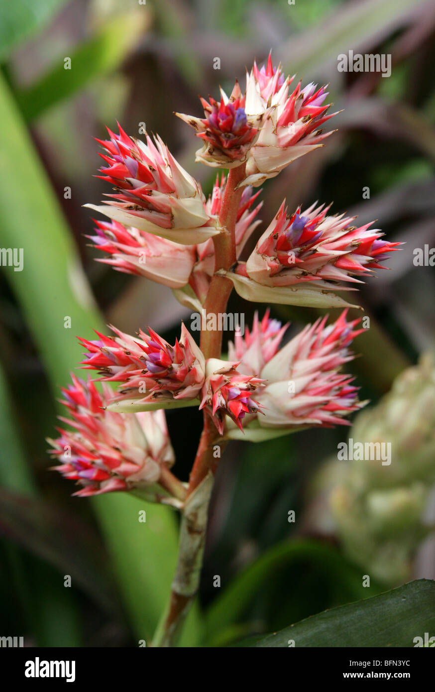 Hohenbergia stellata, Bromeliaceae, Venezuela, Brazil, South America Stock Photo