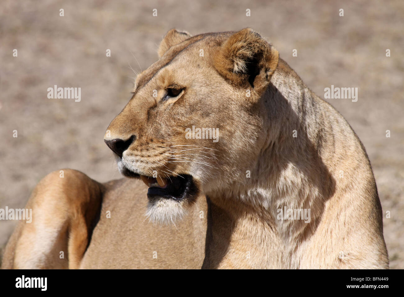 Female African Lion Panthera leo Taken In The Serengeti NP, Tanzania Stock Photo