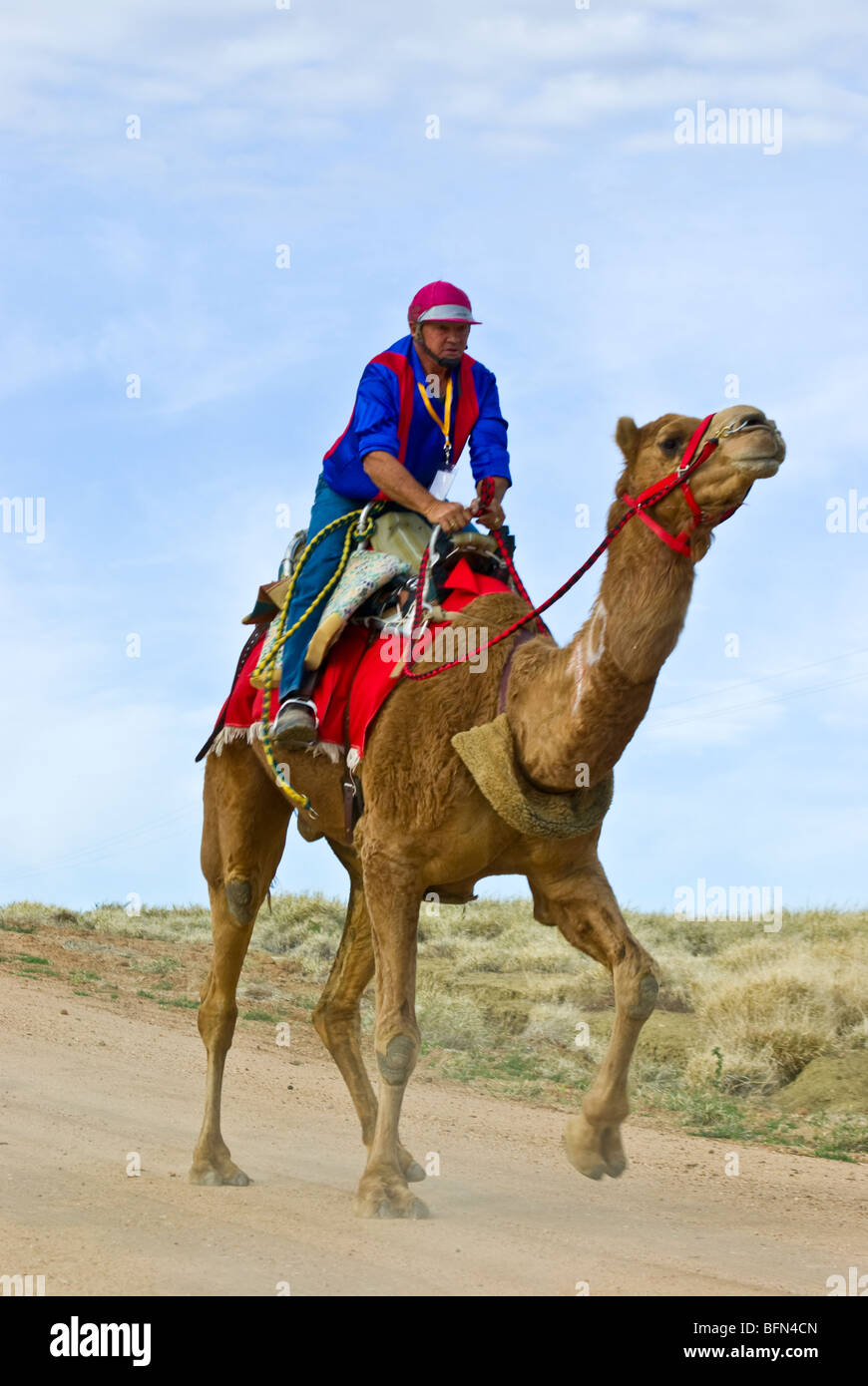 Tight competition during a camel endurance race tests man and beast. Stock Photo