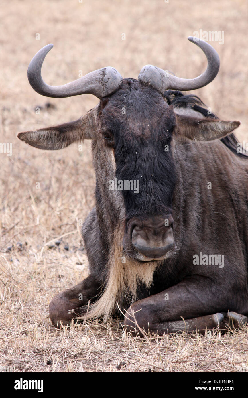 Face Of Eastern White-bearded Wildebeest Connochaetes taurinus albojubatus Taken In Ngorongoro Crater, Tanzania Stock Photo