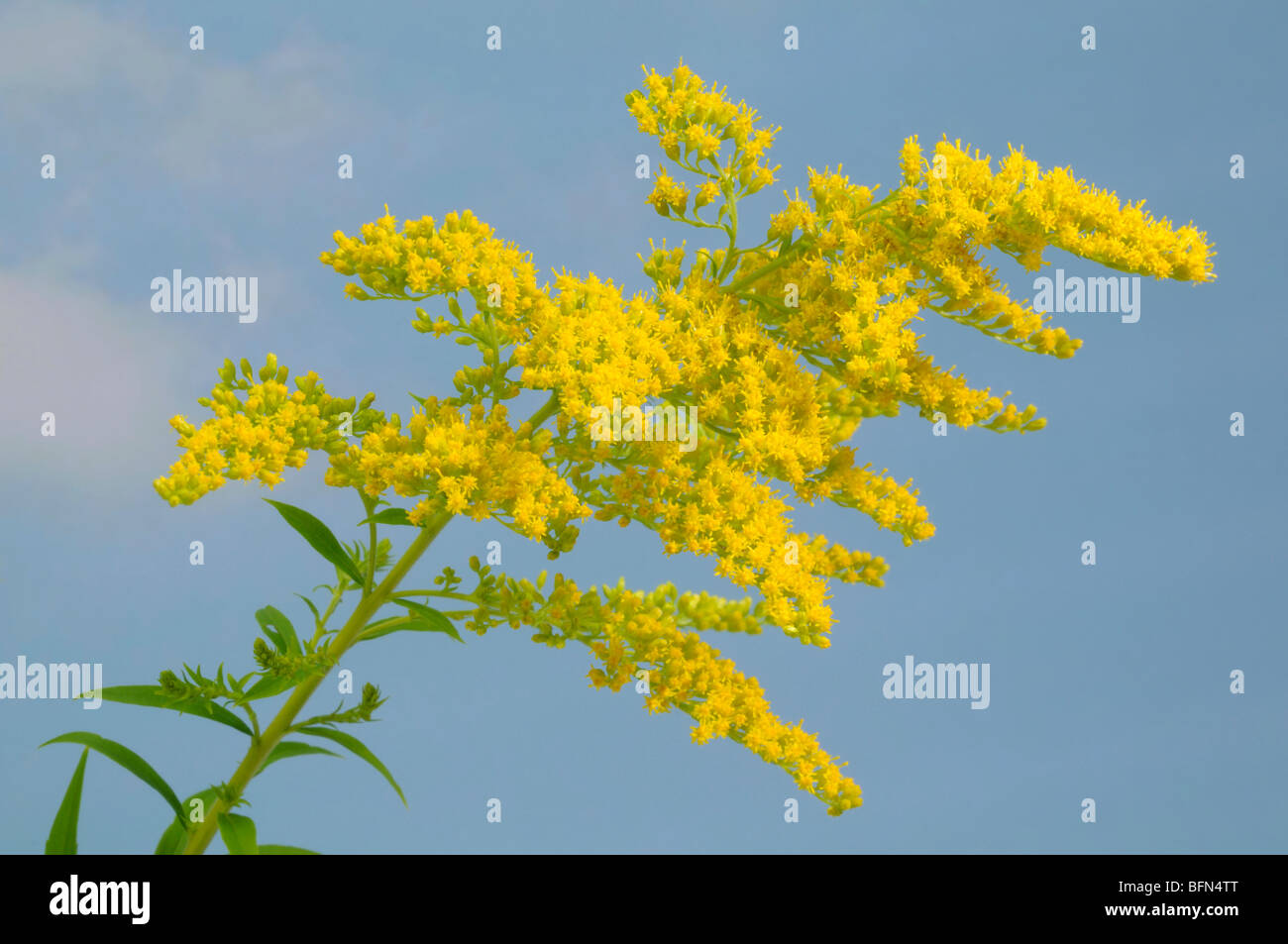 Canada Goldenrod (Solidago canadensis), flowering stem. Stock Photo