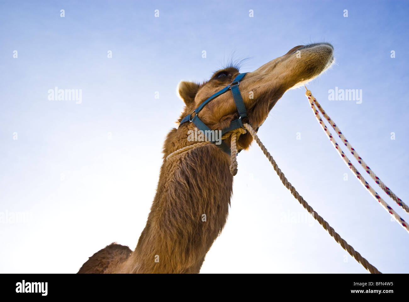 Tethers and reins hang from the bridle of a racing Dromedary Camel. Stock Photo