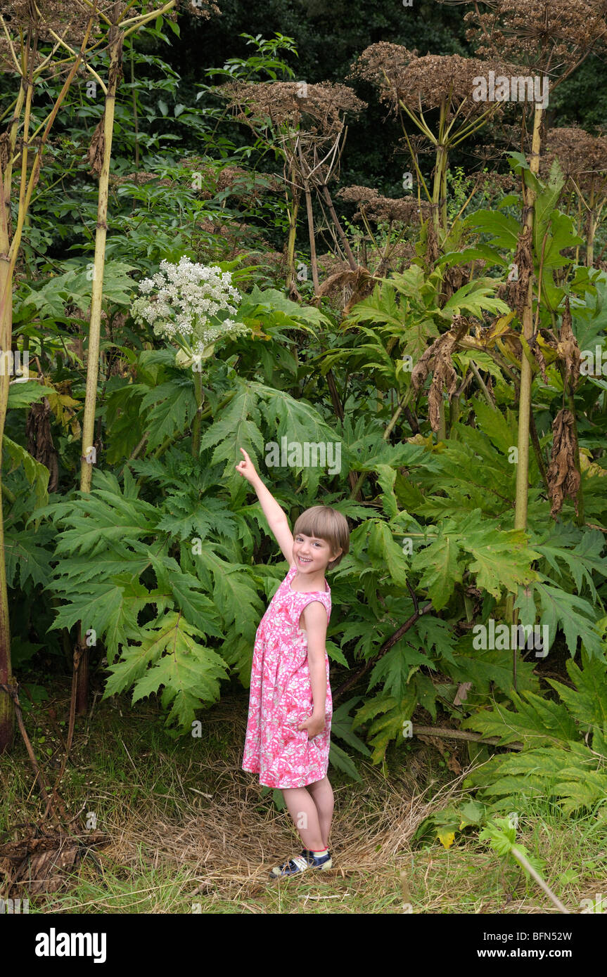 Girl pointing at Giant Hogweed (Heracleum mantegazzianum). Stock Photo