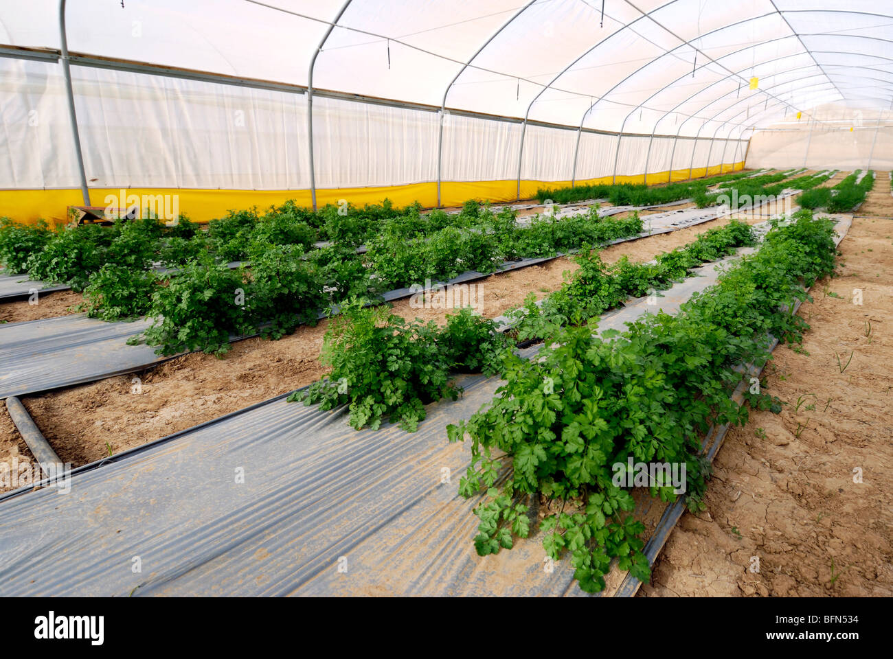 Israel, Negev, Cherry Tomato (Solanum lycopersicum var. cerasiforme) - A tomato hot house Stock Photo