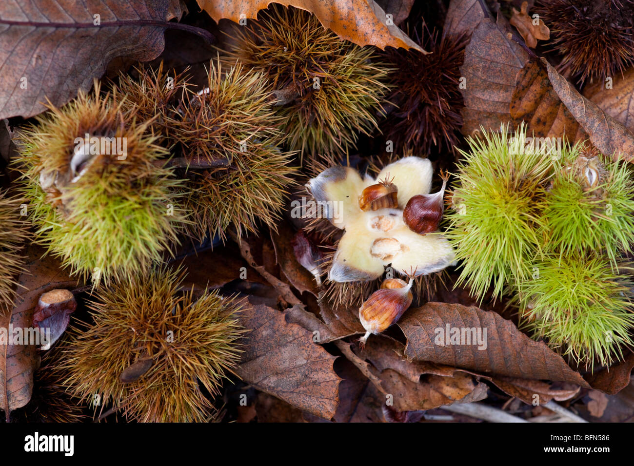 Sweet Chestnuts, Castanea sativa, on the ground Stock Photo