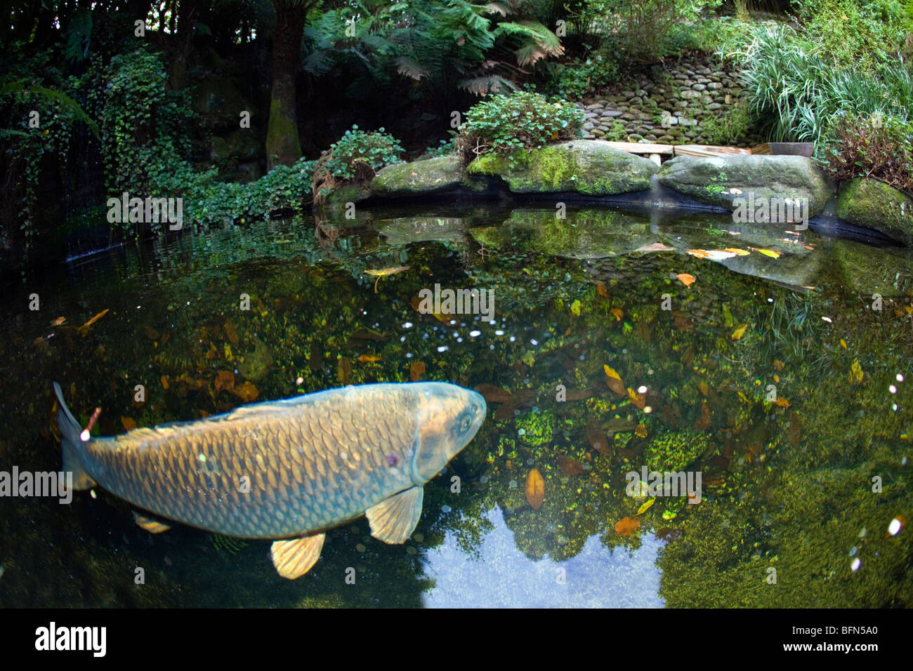 Trebah garden; Koi pool; taken with fish-eye lens; Cornwall Stock Photo