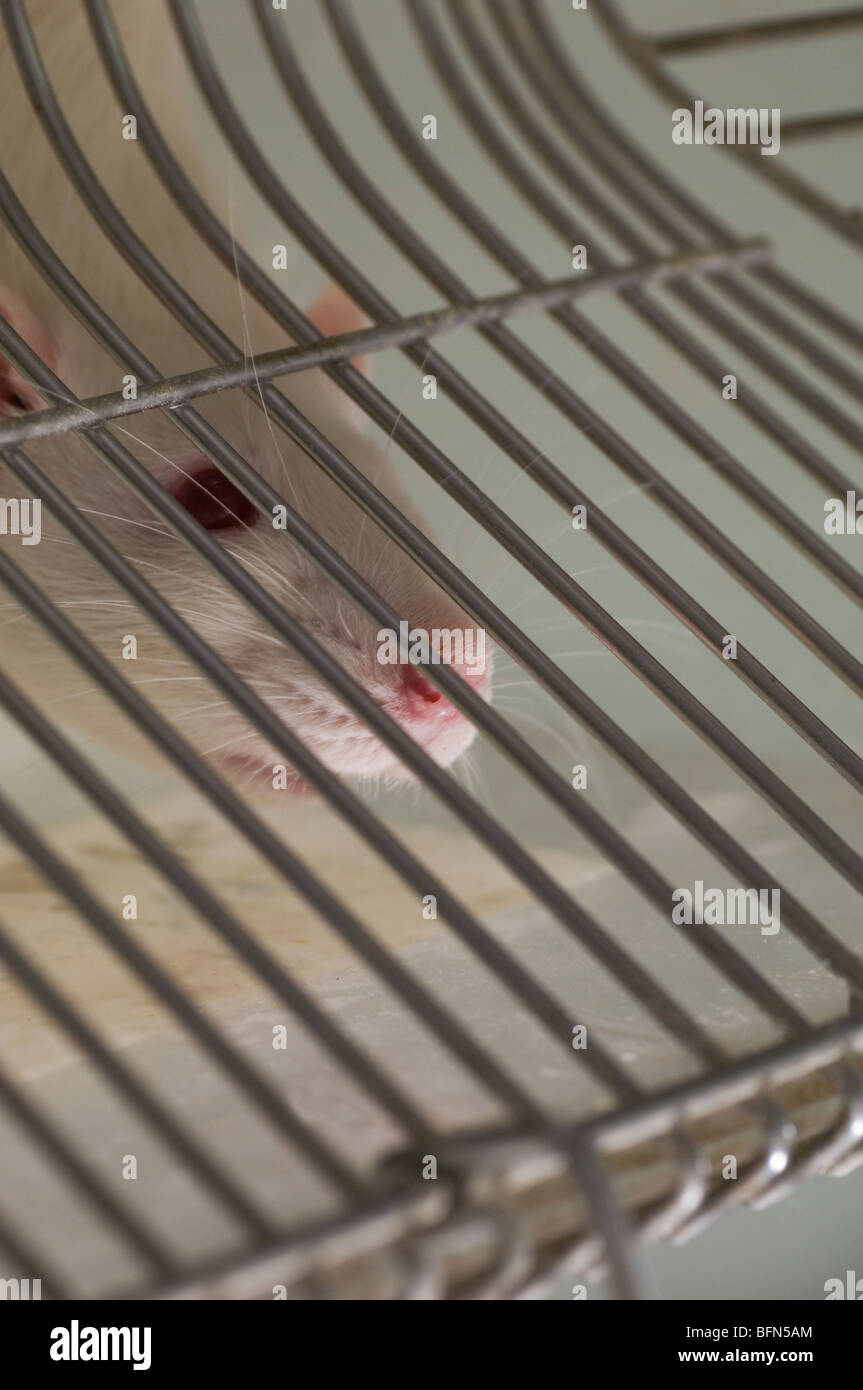 White lab rat inside cage Stock Photo