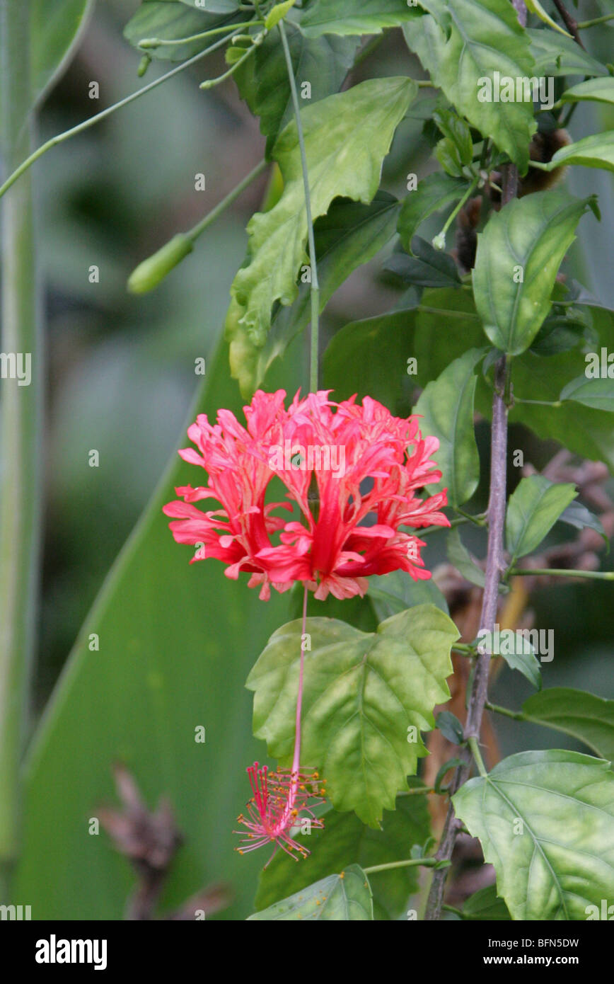 Japanese Lantern, Coral Hibiscus, Fringed Rosemallow, Japanese Hibiscus, Hibiscus schizopetalus, Malvaceae, East Africa Stock Photo