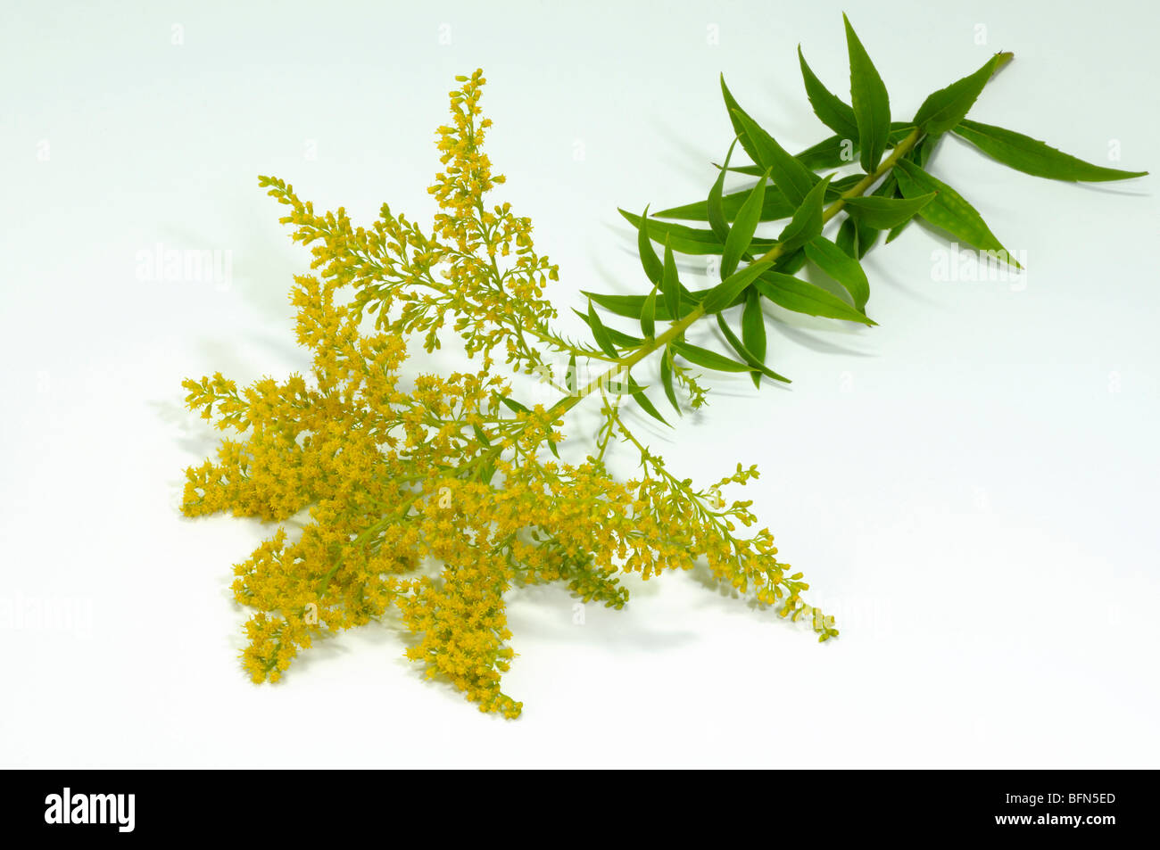 Canada Goldenrod (Solidago canadensis), flowering stem, studio picture. Stock Photo
