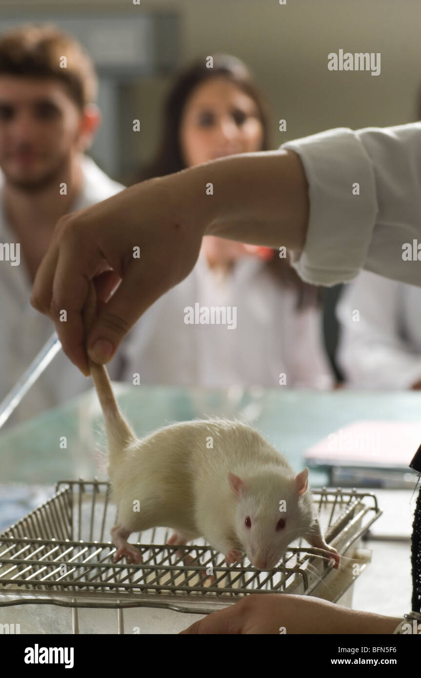 Hand holding white rat inside lab Stock Photo