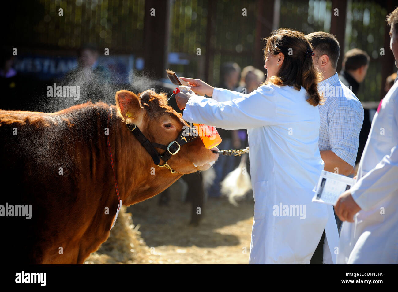 A cow being prepared for the show ring at Heathfield Show in East Sussex. Picture by Jim Holden. Stock Photo