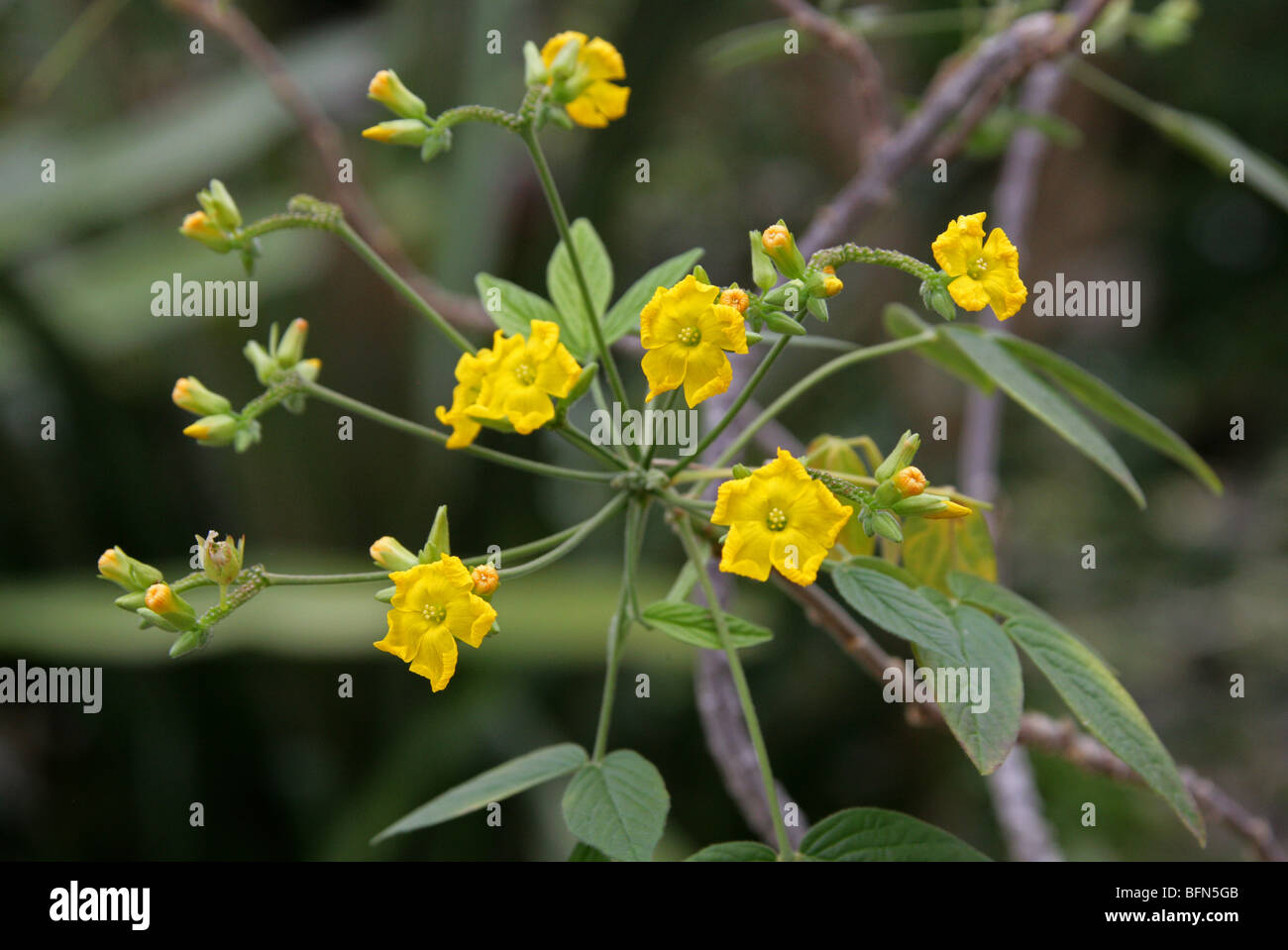 Oxalis insipida, Oxalidaceae, Guyana, Brazil, South America syn Acetosella insipida, Oxalis psoraleoides Stock Photo