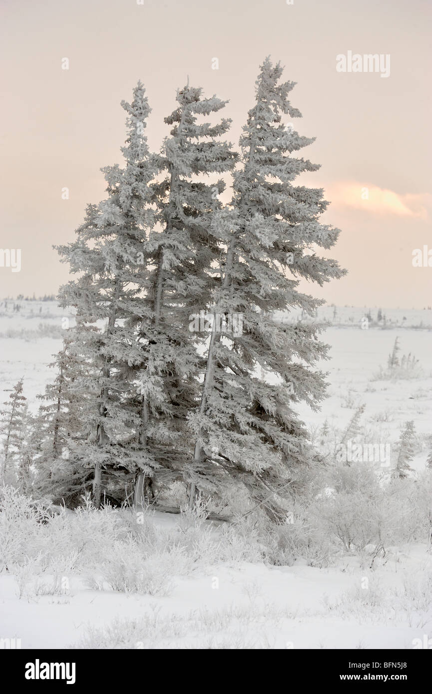 Stunted spruce trees along coast of Hudson Bay in early winter snowstorm, Churchill, Manitoba, Canada Stock Photo