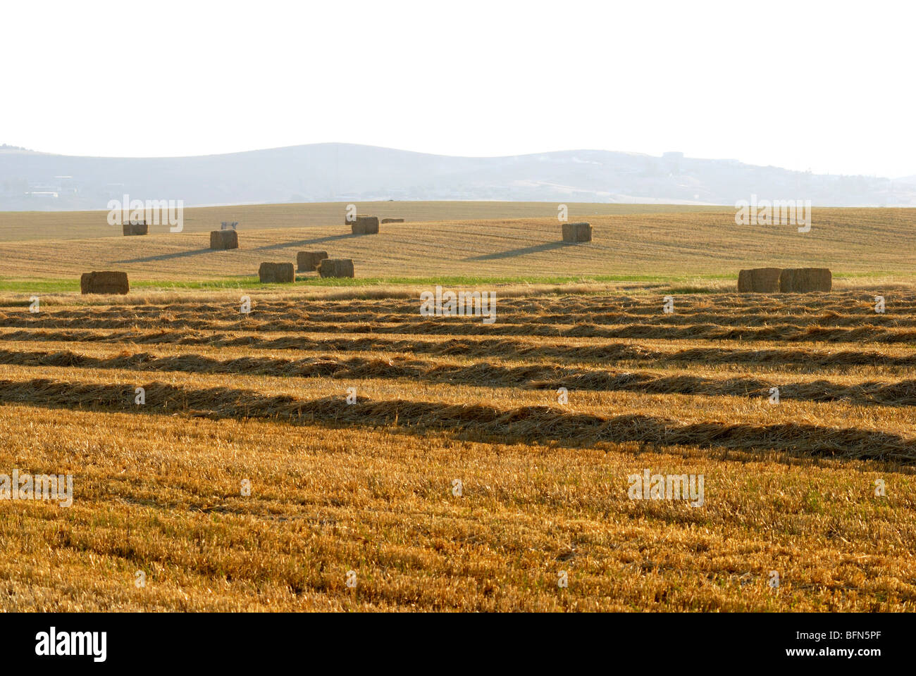 Israel, Negev, Wheat field, Harvest time in a wheat field bales of