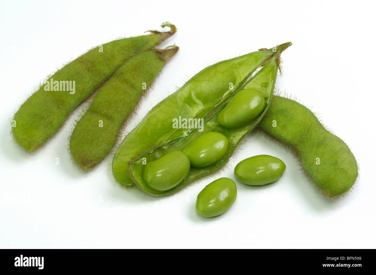 Soya Bean, Soybean (Glycine max). Unripe pods and beans, studio picture. Stock Photo