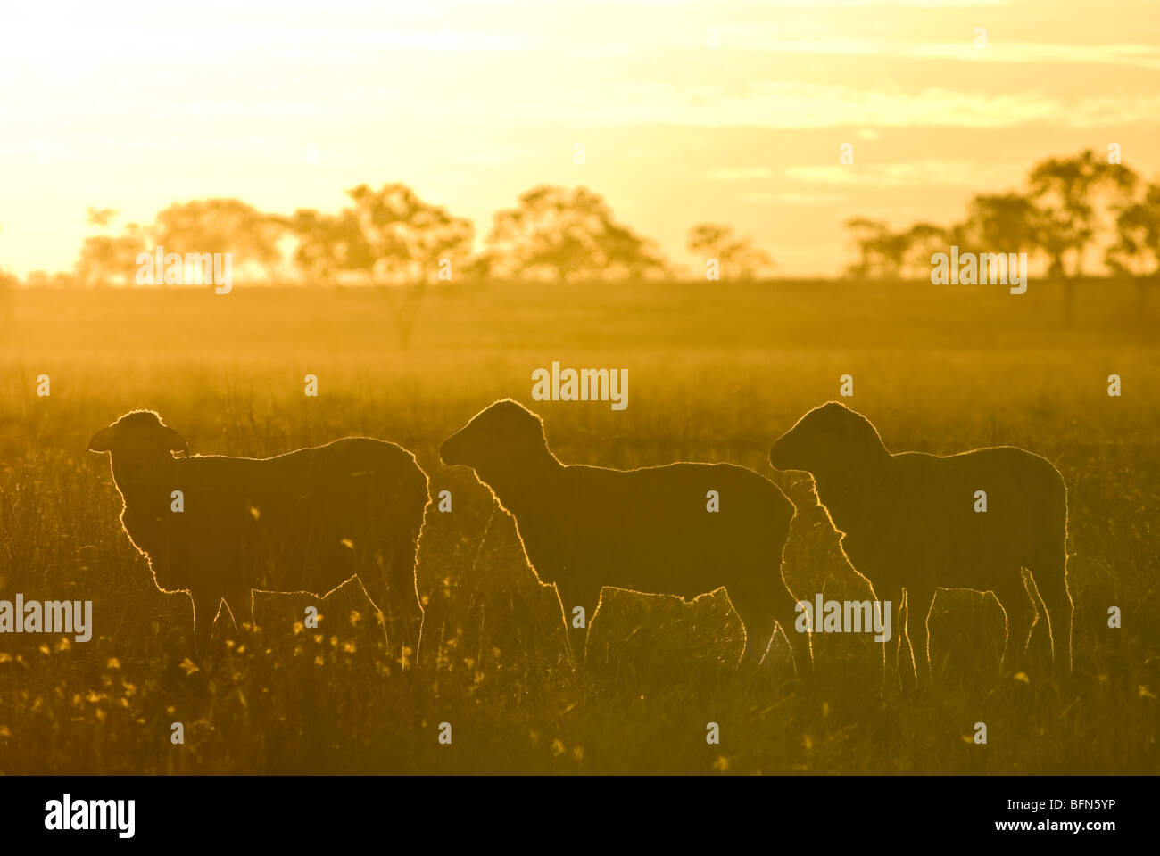 Dawn casts a halo around the wool of sheep on an vast Outback farm. Stock Photo