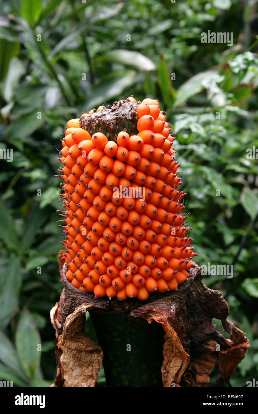 Titan Arum, Amorphophallus titanum, Araceae. After Flowering and Showing Seed Head. Stock Photo