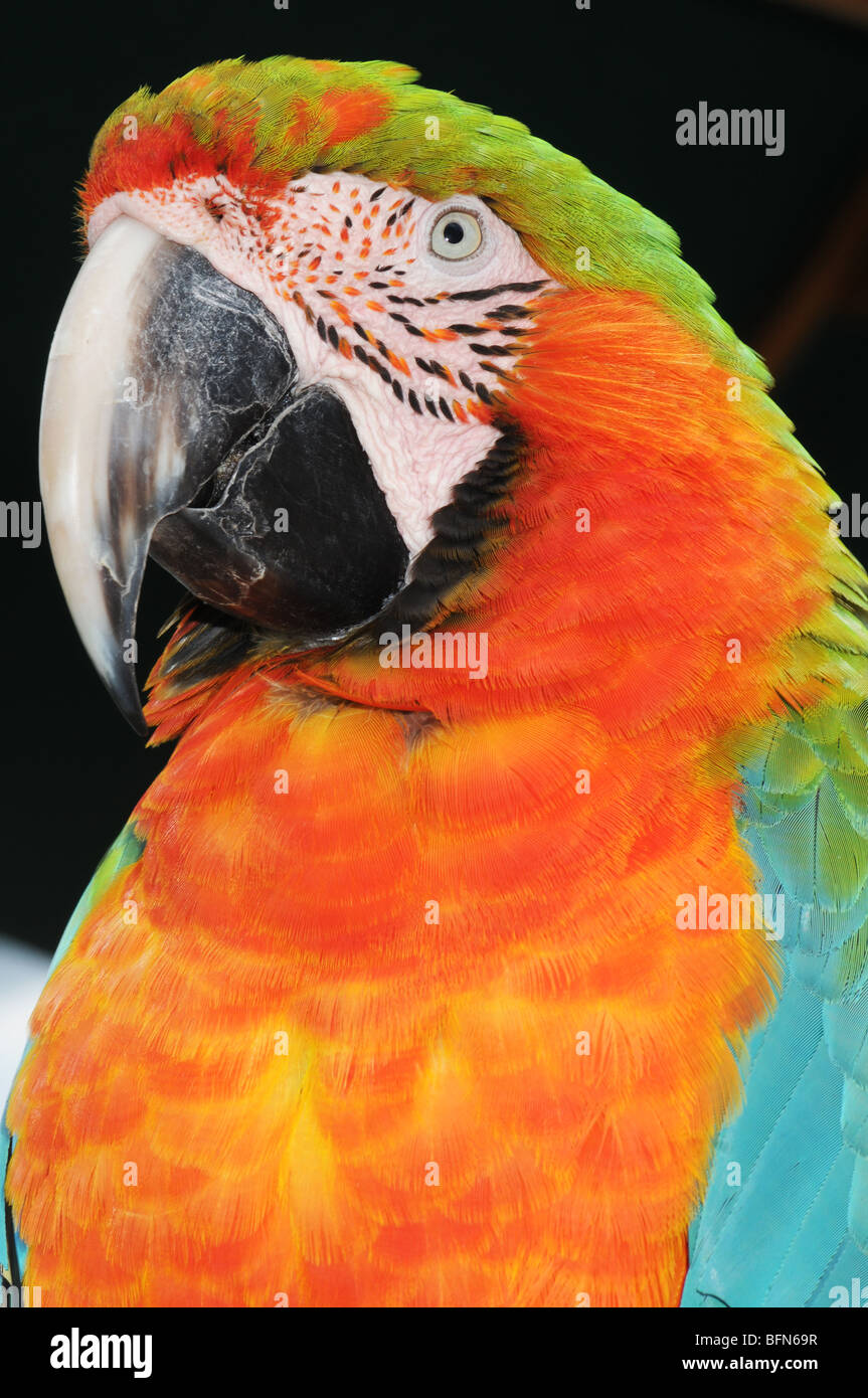 Scarlet Macaw (Ara macao). It is native to humid evergreen forests in the American tropics. Stock Photo