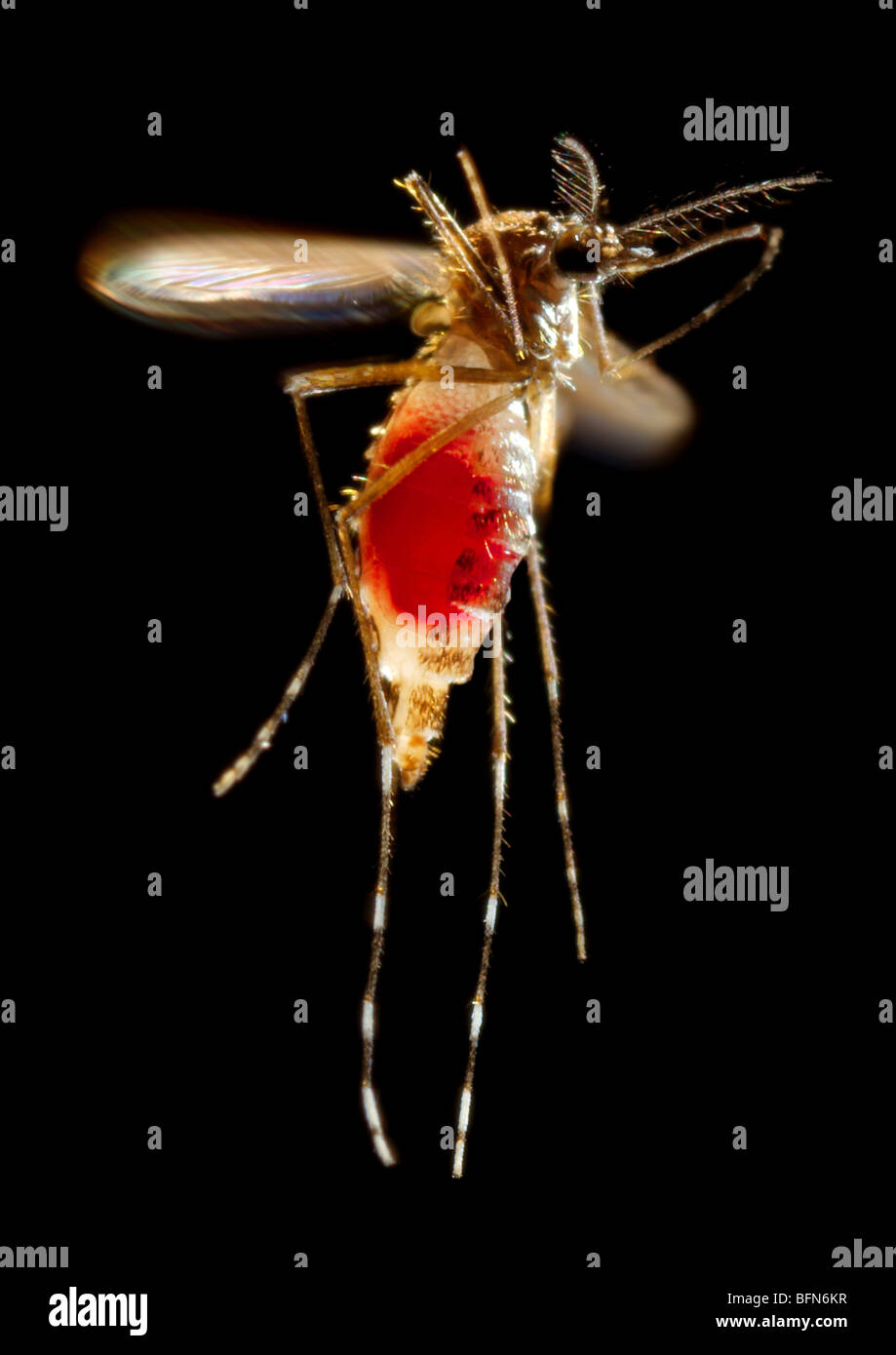 A female Aedes aegypti mosquito in flight with a newly-obtained blood meal visible through her  transparent abdomen Stock Photo