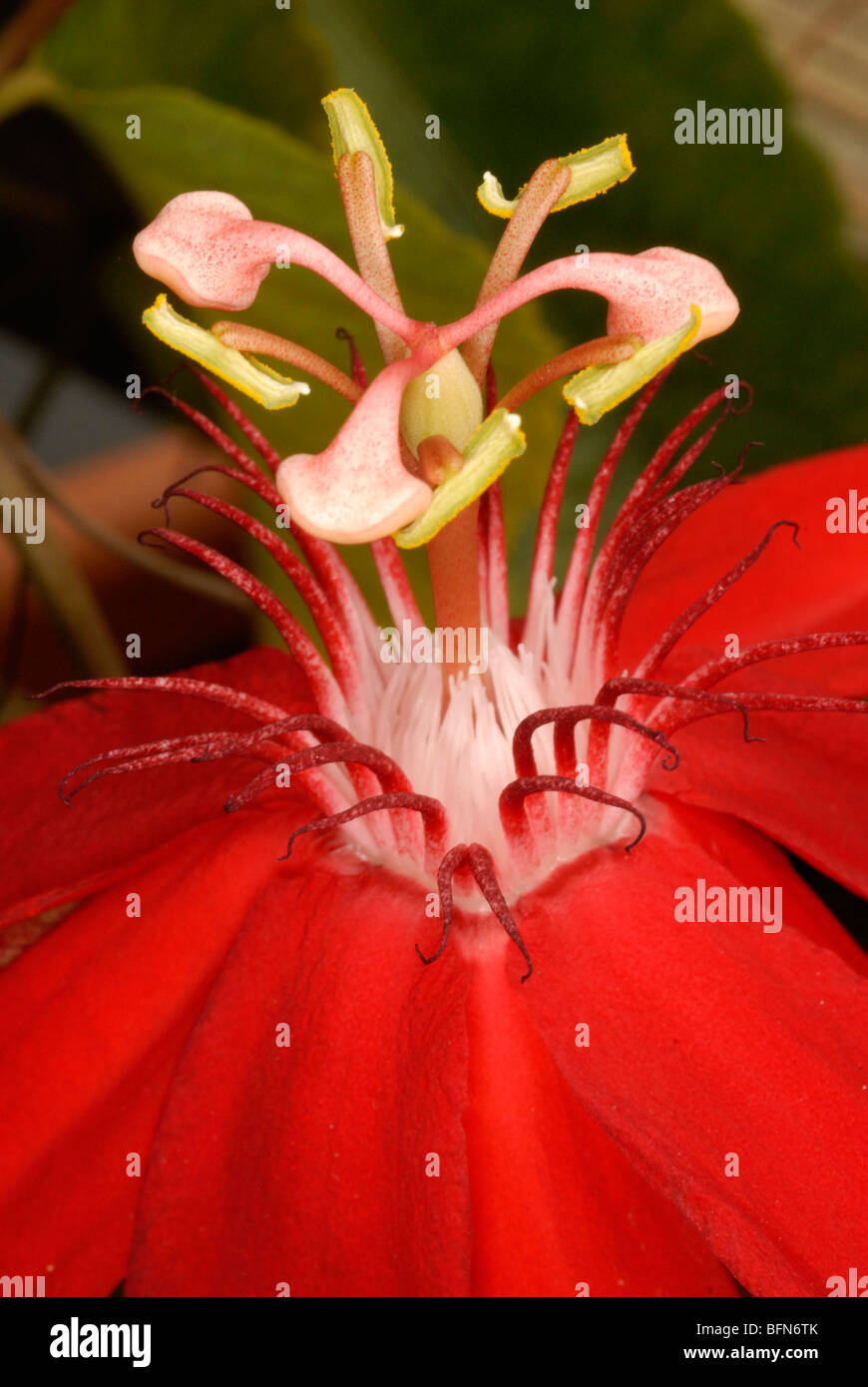 Passiflora 'Amanda Joy' blossom. The passion flowers or passion vines are a genus of about 500 species of flowering plants. Stock Photo