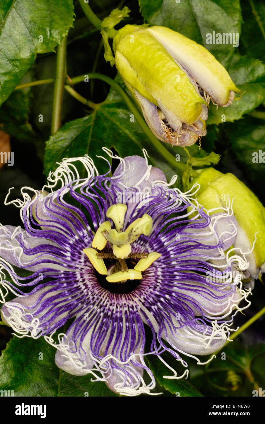 Passiflora 'Elizabeth'. The passion flowers or passion vines (Passiflora) are a genus of about 500 species of flowering plants Stock Photo