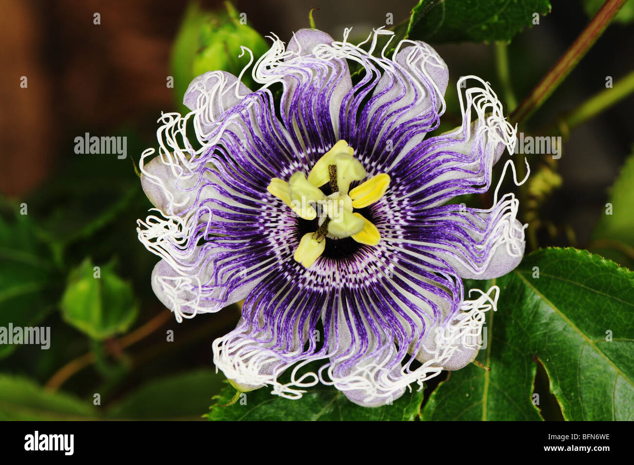 Passiflora 'Elizabeth' blossom closeup. Passion vines (Passiflora) are a genus of about 500 species of flowering plants Stock Photo
