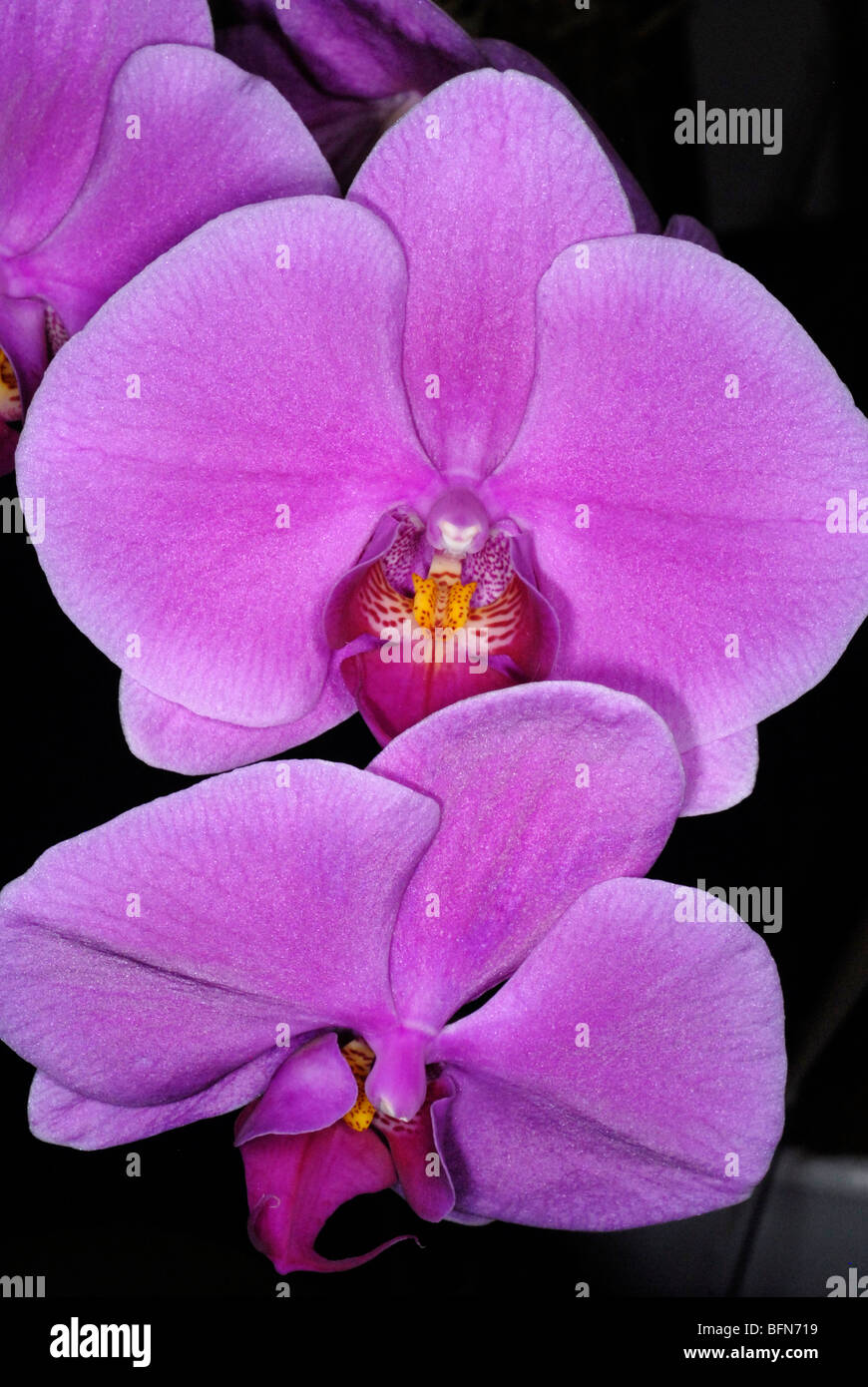 Phalaenopsis orchid flowers Stock Photo Alamy