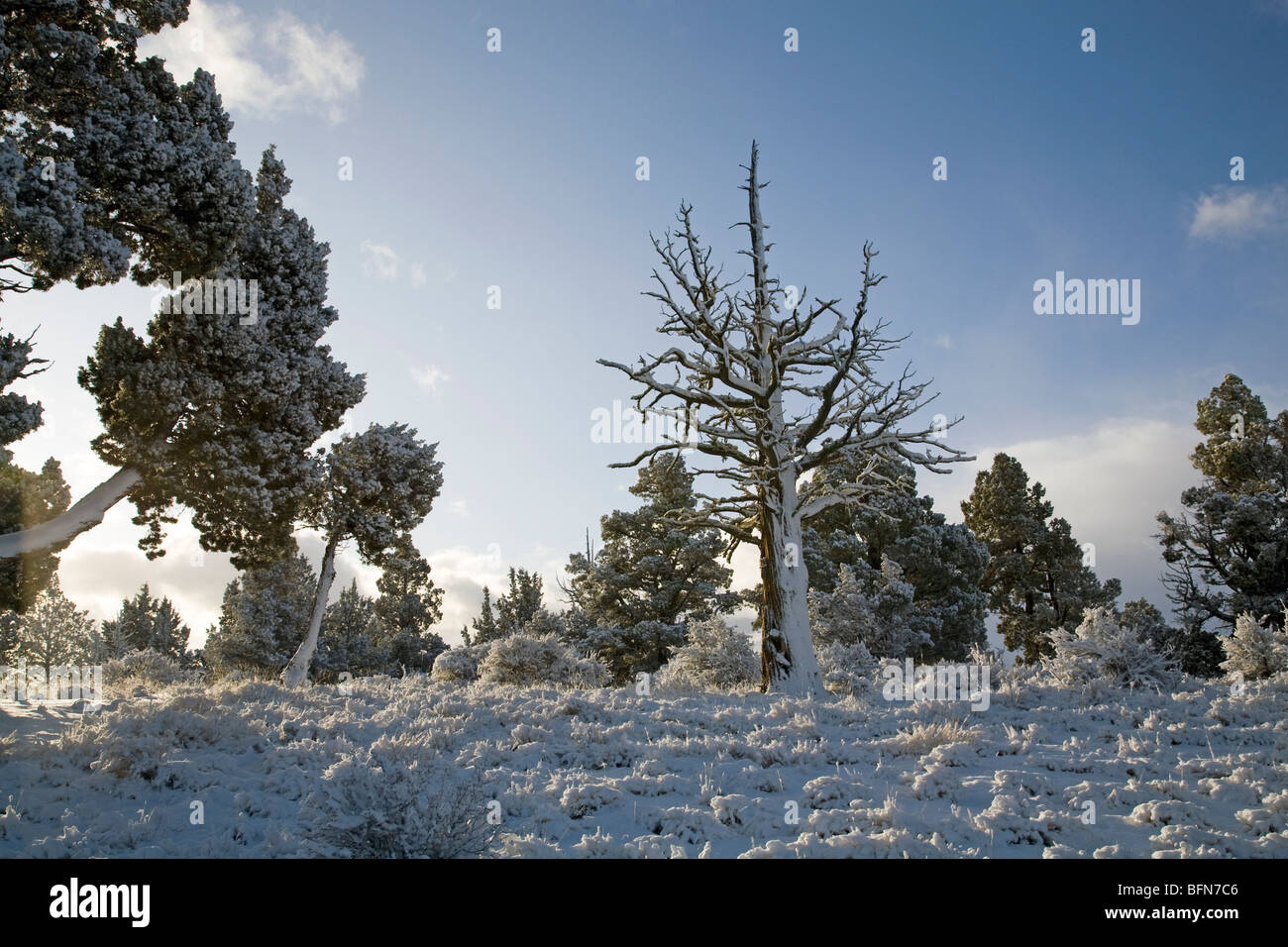 Fresh winter snowfall on the Badlands Wilderness Area near Bend, Oregon Stock Photo
