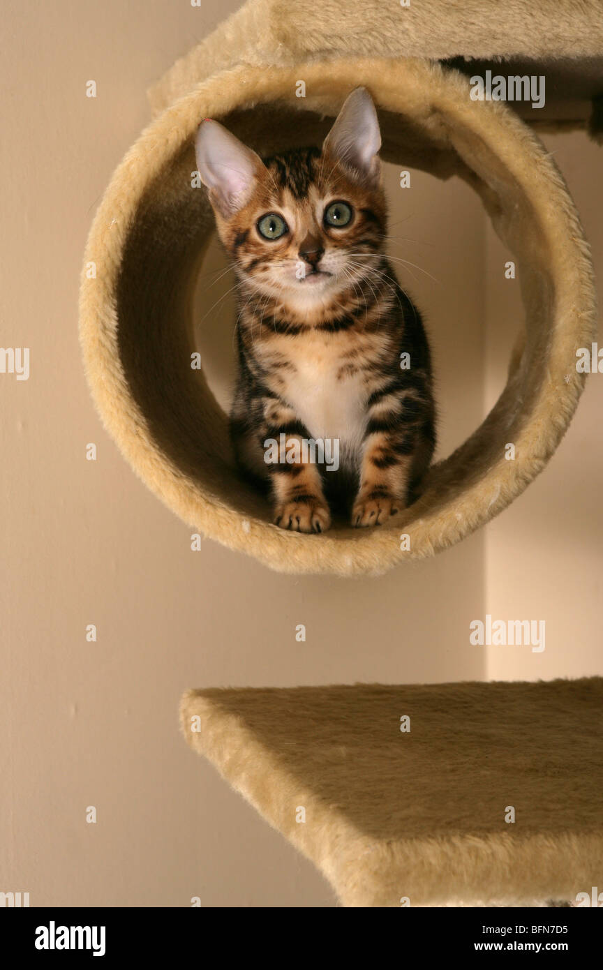 Bengal Kitten Single young male Indoors Stock Photo