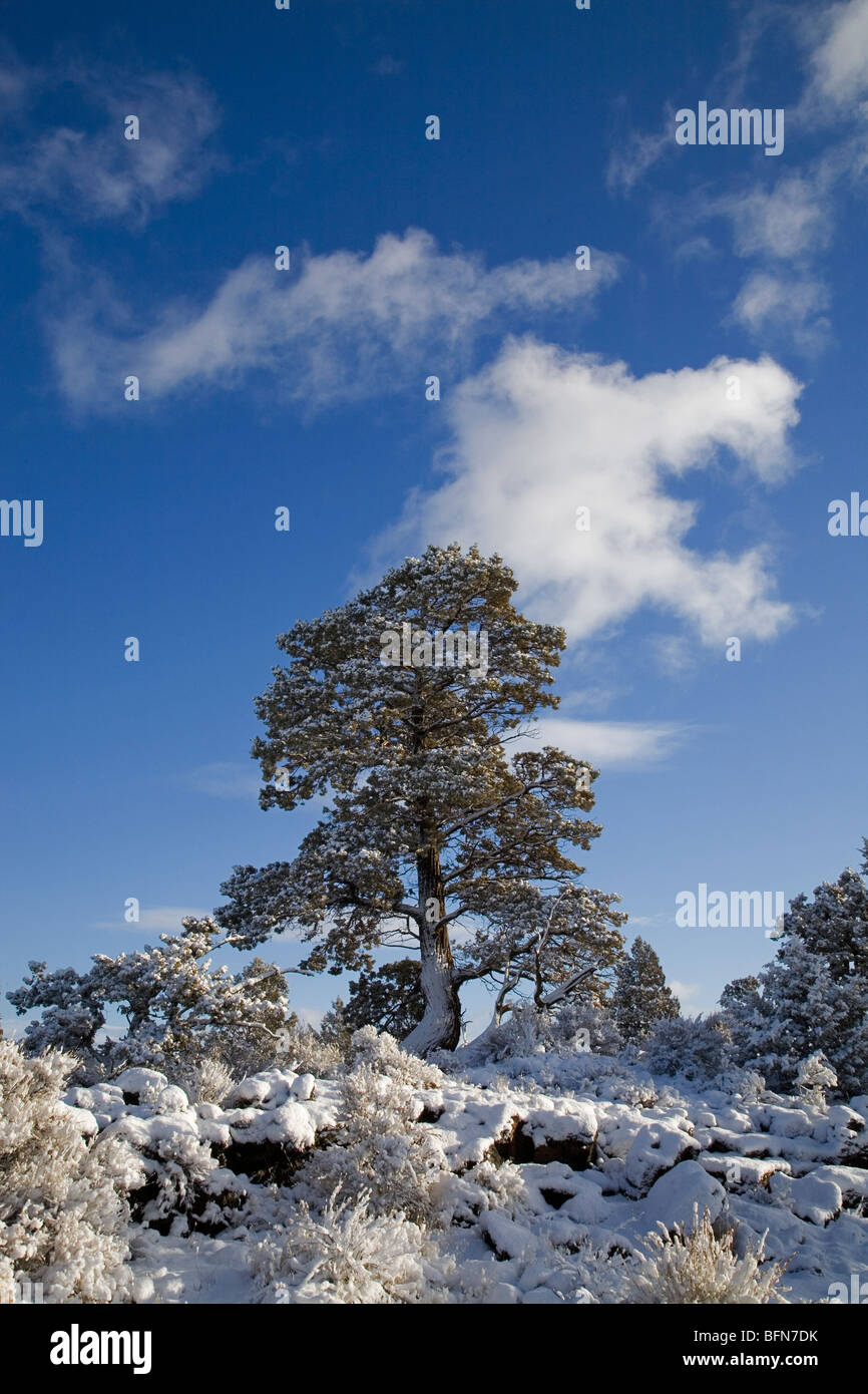 An old growth juniper after a fresh winter snow in Badlands Wilderness Area near B Bend, Oregon Stock Photo