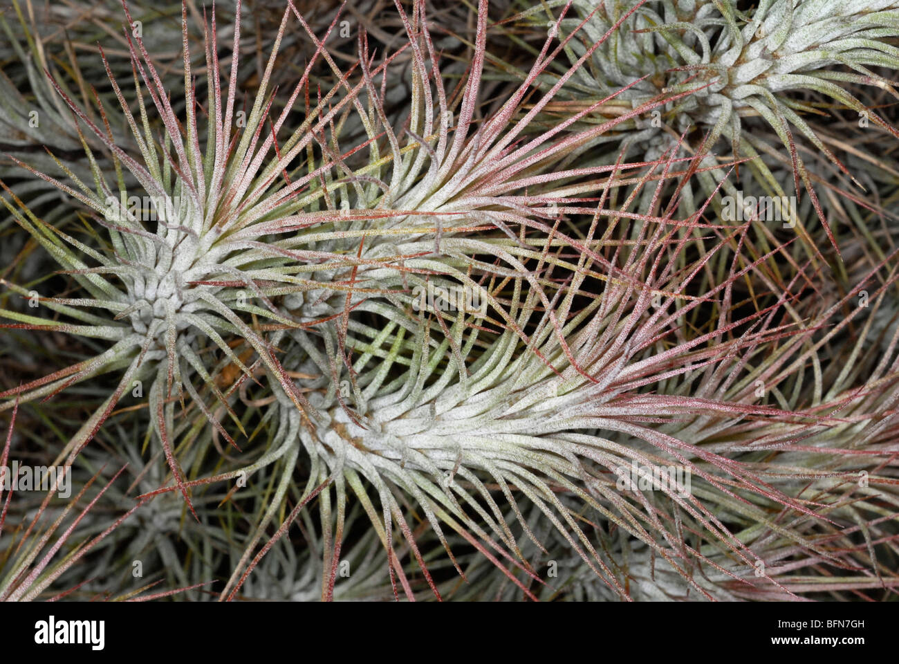 Tillandsia funkiana. The plant genus Tillandsia, a member of the Bromeliad family (Bromeliaceae) Stock Photo