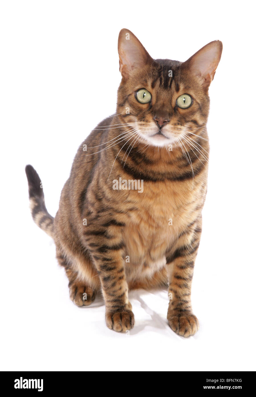 Bengal cat Single adult male Studio Stock Photo - Alamy