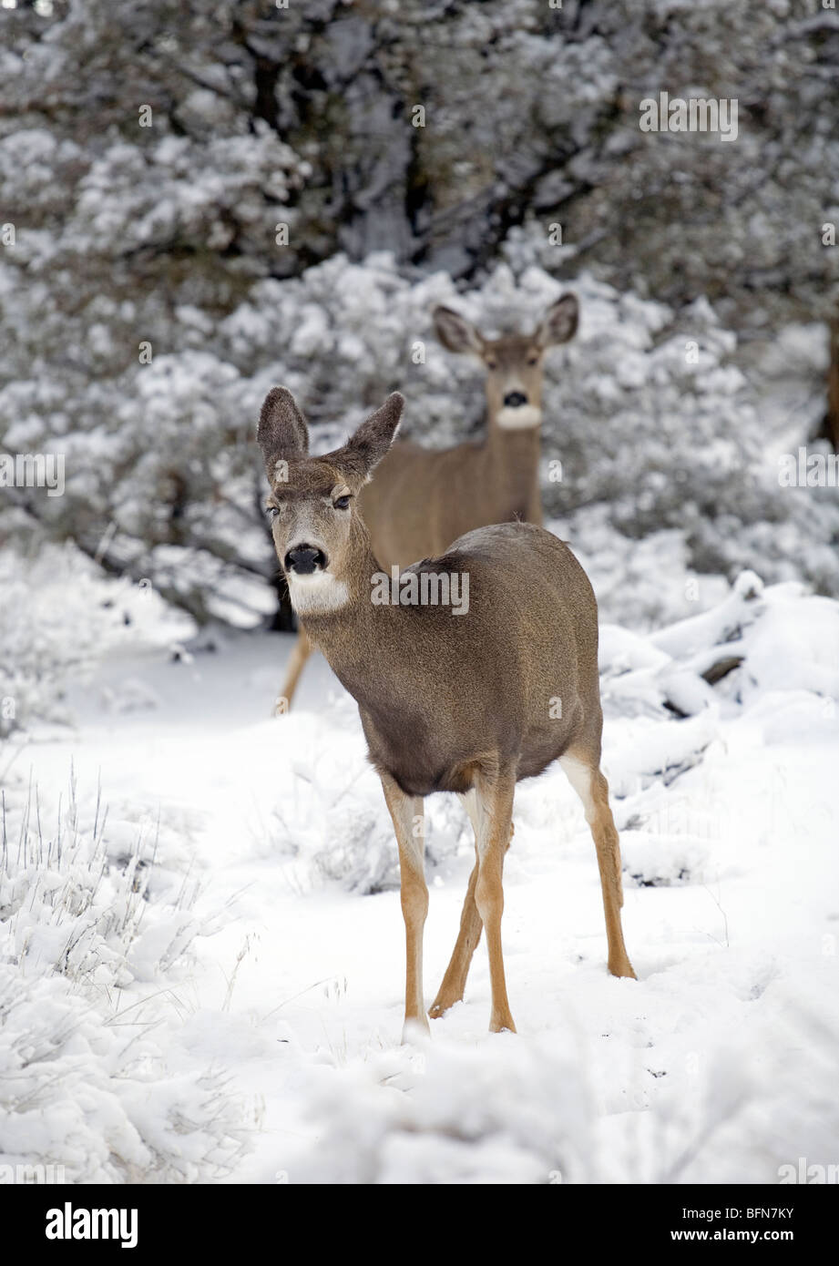 Mule deer browse in the Badlands Wilderness during a winter snowstorm. Stock Photo