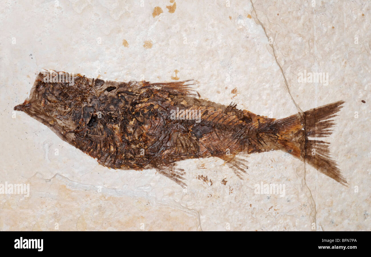 Fossil fish, Knightia, from the Green River Formation, Fossil Station, Wyoming. Eocene period Stock Photo