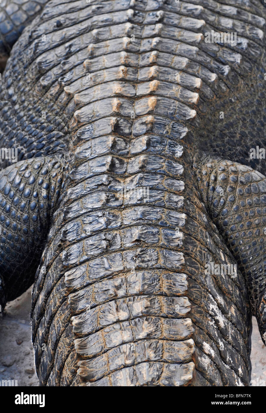 Alligator Back The Eastside Image Library