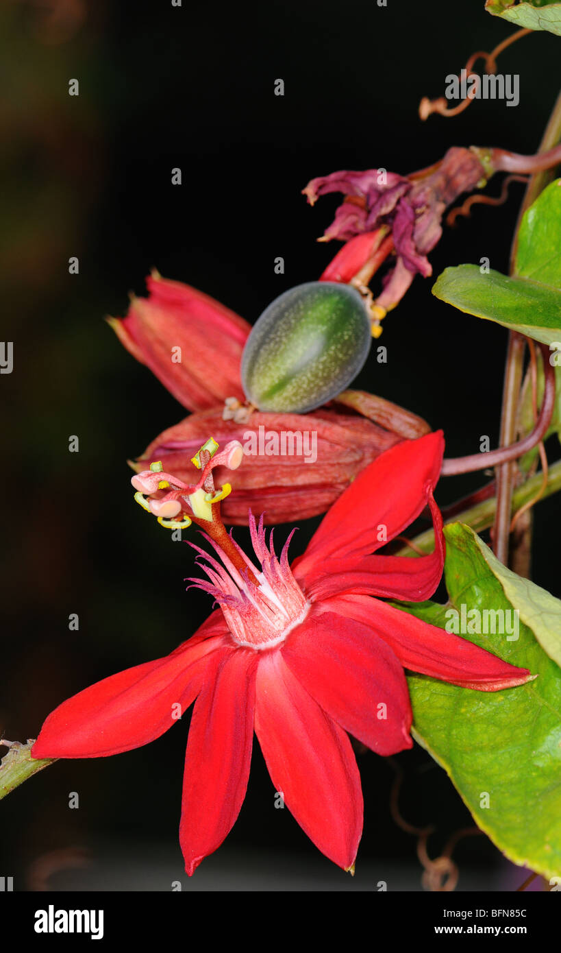 Passiflora 'Volcano'. The passion flowers or passion vines (Passiflora) are a genus of about 500 species of flowering plants Stock Photo