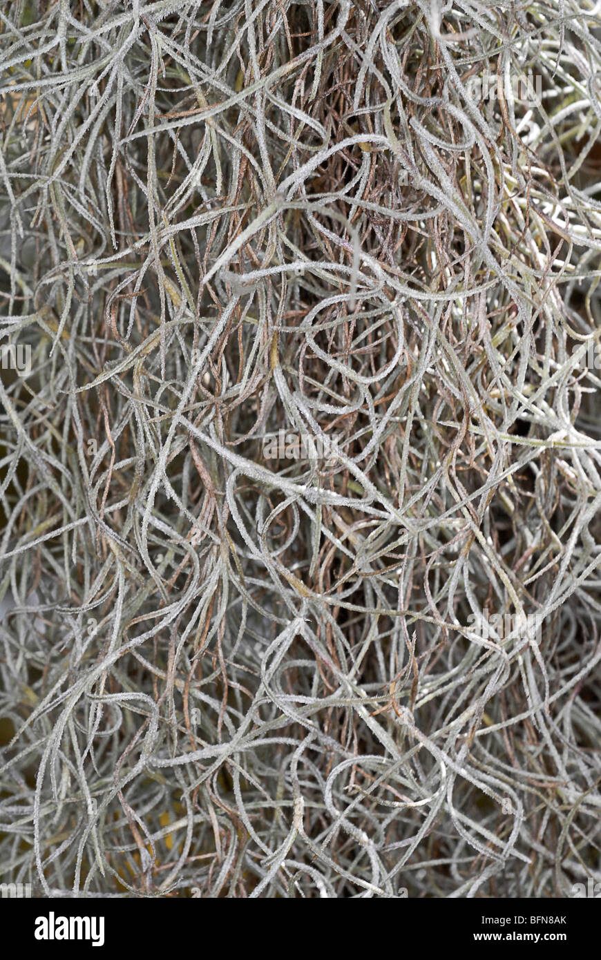 Spanish moss (Tillandsia usneoides) is a flowering plant in the family Bromeliaceae (the bromeliads) Stock Photo