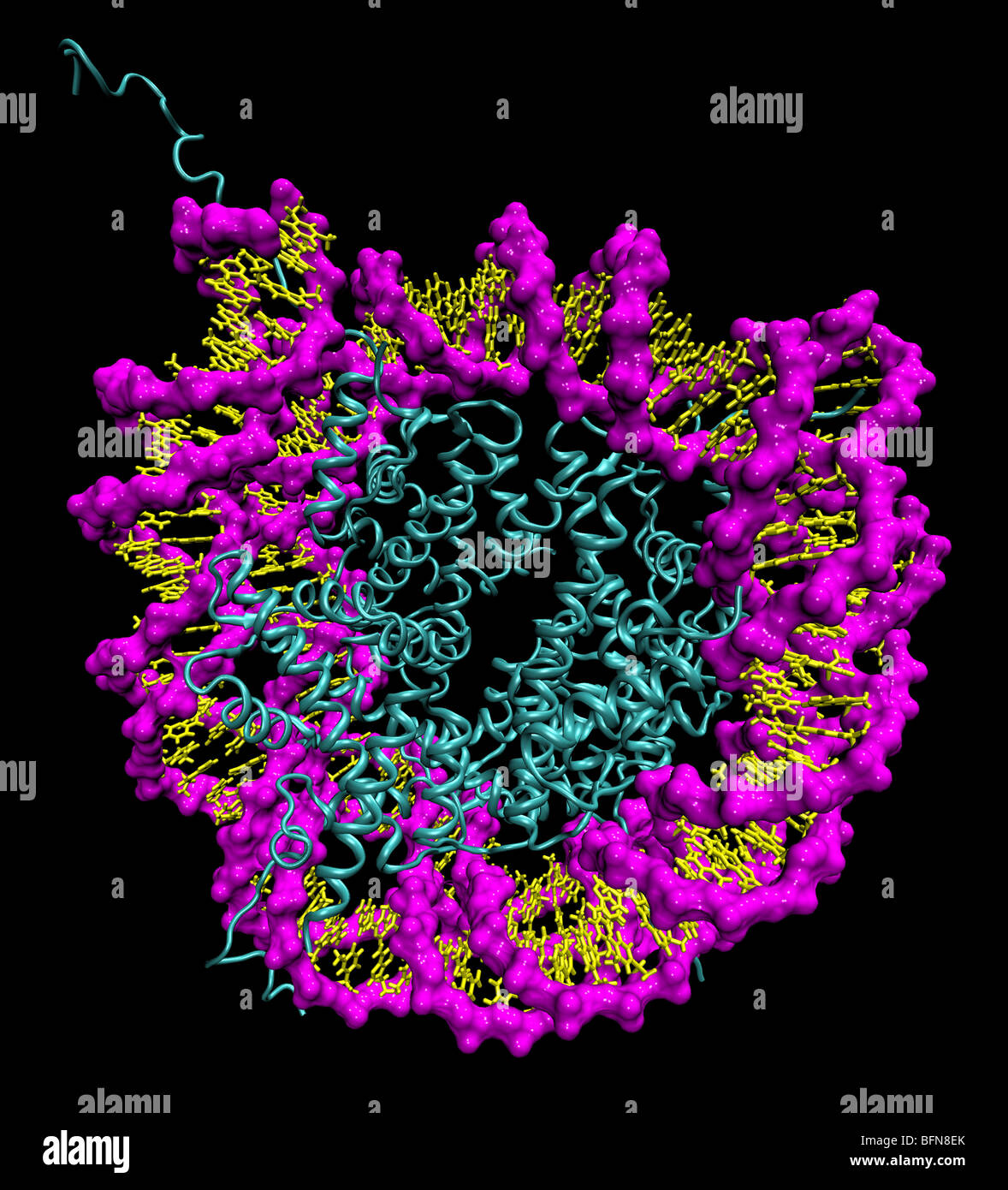 Three-dimensional computer generated model of a 146 base pair long DNA strand as it appears in the nucleosome. Stock Photo