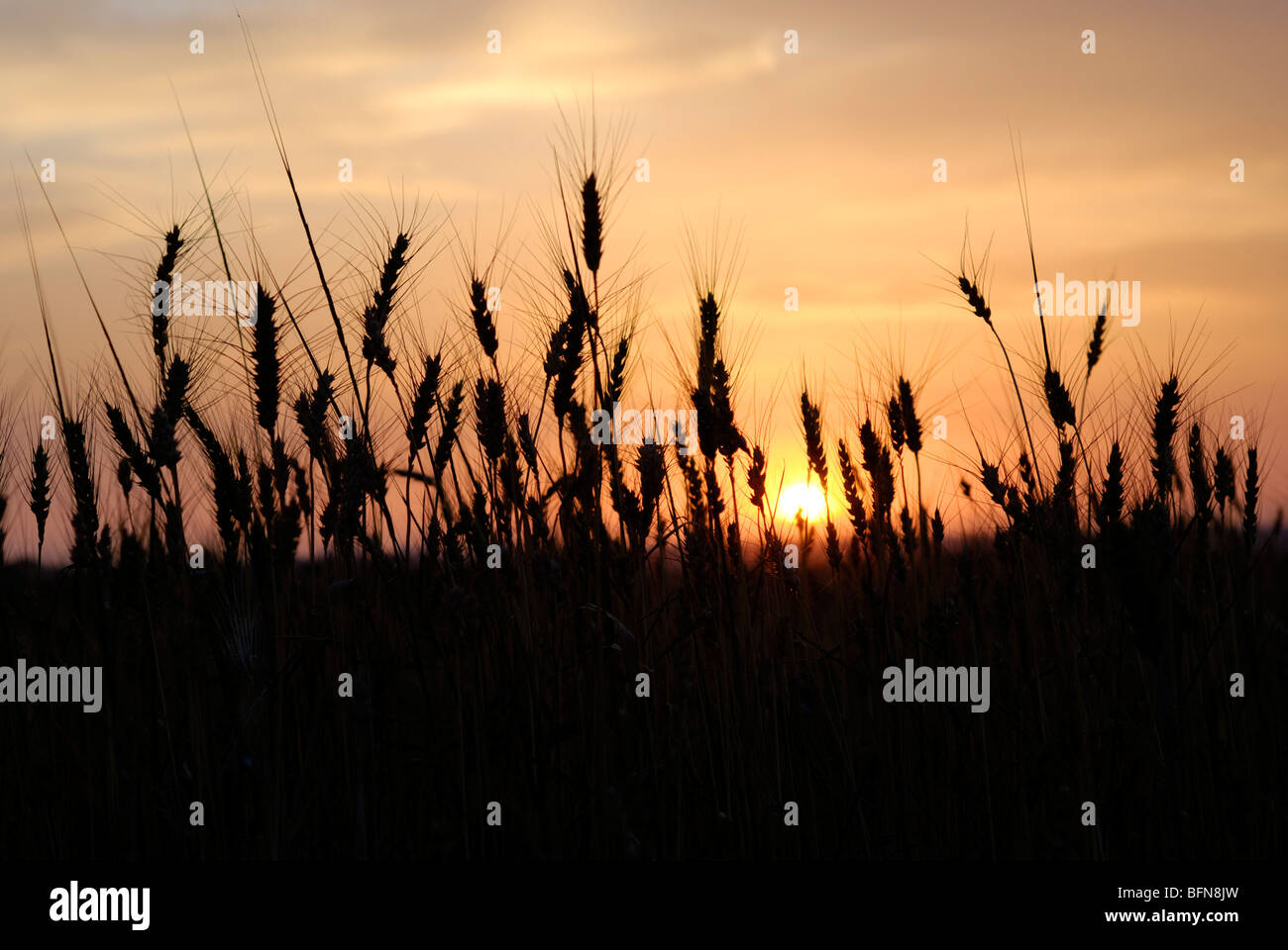 Silhouette of wheat stalks and grain at sunset Stock Photo