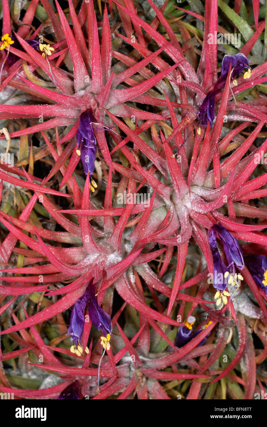 Tillandsia ionantha, a flowering plant in the family Bromeliaceae (the bromeliads) Stock Photo
