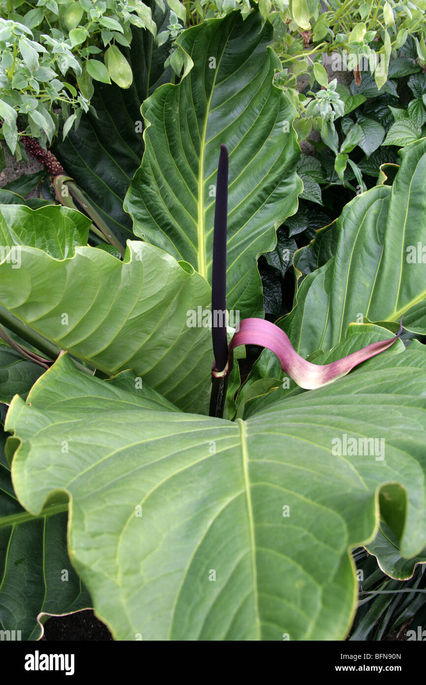 Anthurium jenmanii, Araceae, Trinidad-Tobago to Brazil, Surinam, Venezuela, South America Stock Photo