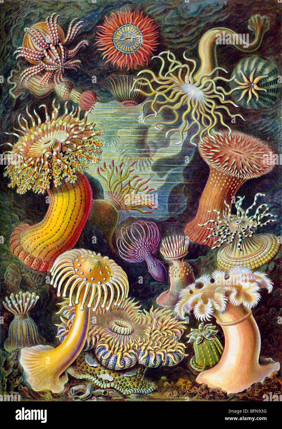 The 49th plate from Ernst Haeckel's Kunstformen der Natur of 1904, showing various sea anemones classified as Actiniae Stock Photo