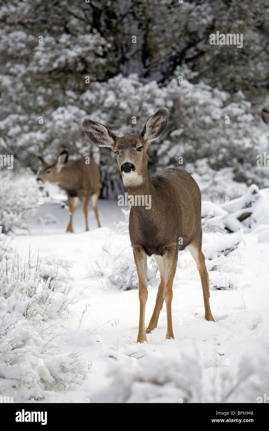 Mule deer browse in the Badlands Wilderness during a winter snowstorm. Stock Photo