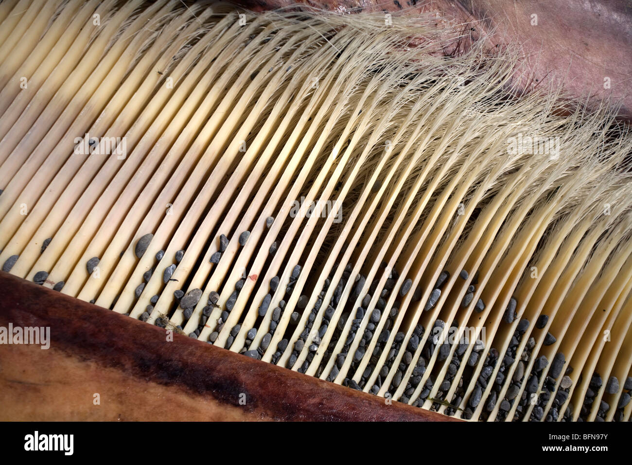 Closeup view of a a beached whale's baleen Stock Photo